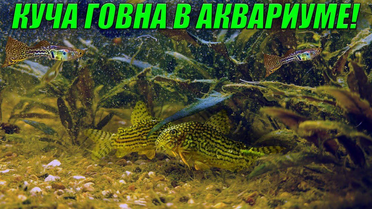 Вот СКОЛЬКО ГОВНА в этом аквариуме! Уборка и чистка в моих аквариумах! смотреть онлайн
