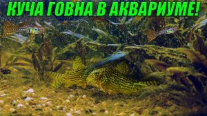 Вот СКОЛЬКО ГОВНА в этом аквариуме! Уборка и чистка в моих аквариумах!