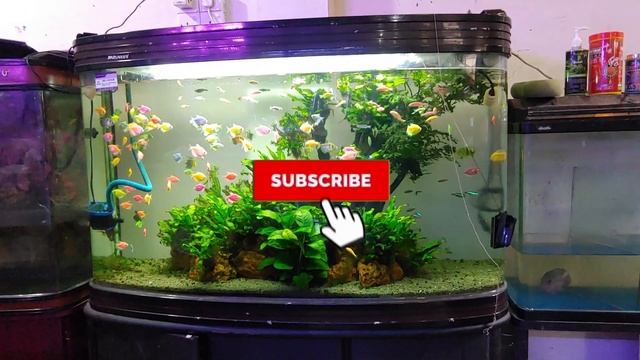 Care Guide for GloFish – Fluorescent Fish for Beginners - PLANTED TANK смотреть онлайн