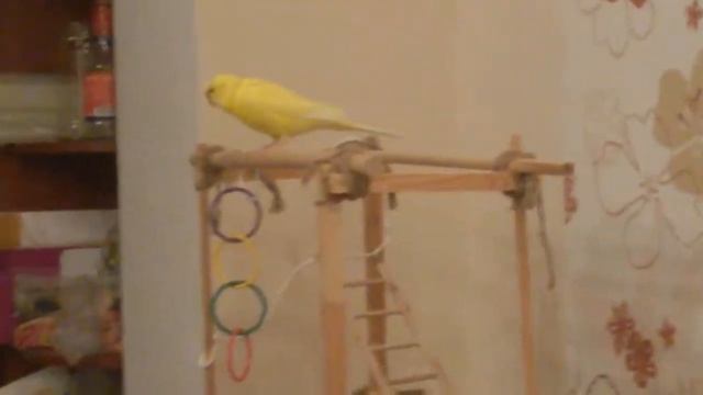 Попугай выполняет команды