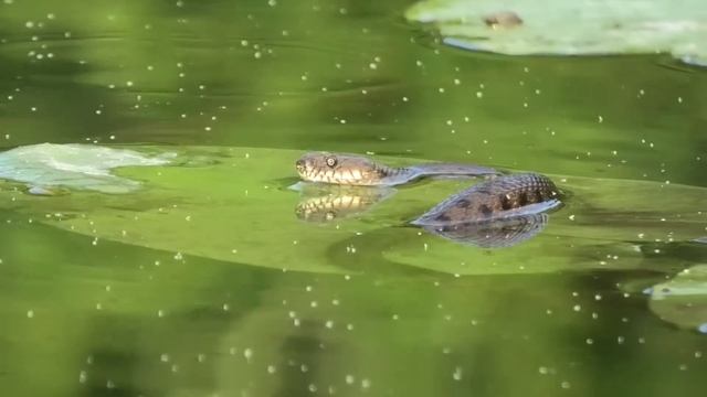 ЛОВЛЯ КРУПНОГО КАРАСЯ НА ПОПЛАВОК - РЫБАЛКА НА УДОЧКУ В КУВШИНКАХ смотреть онлайн