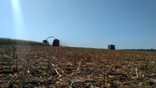 Заготовка силоса (кукуруза на корм коровам). Полевая съемка смотреть онлайн