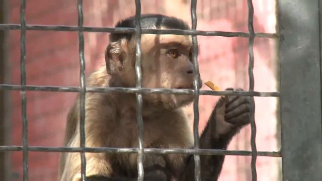 Парк львов "ТАЙГАН" - 2014 смотреть онлайн