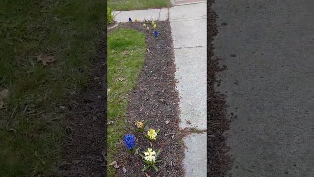 Sandy's Hyacinths смотреть онлайн