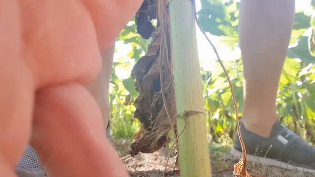 Подсолнечник Неома на целине,после цветения в августе.No-till Ukraine. смотреть онлайн