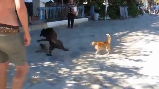 Cuatro gatos contra un perro смотреть онлайн