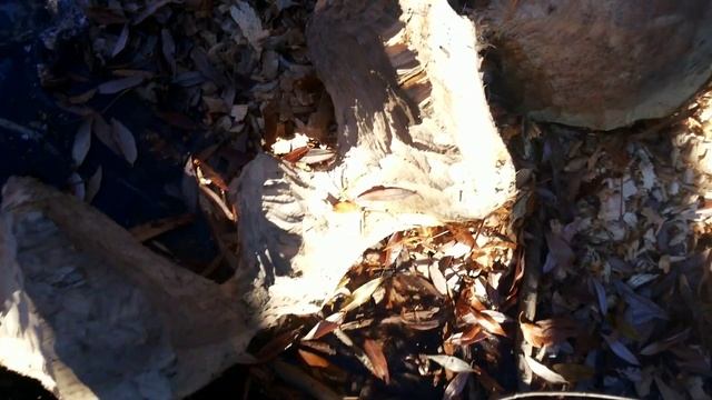 бобры в природе смотреть онлайн