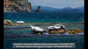 Дальневосточный Морской заповедник