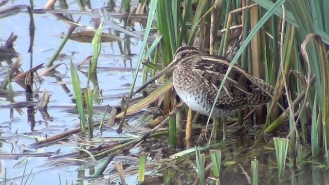 Common Snipe - Sony HDR-CX130 смотреть онлайн