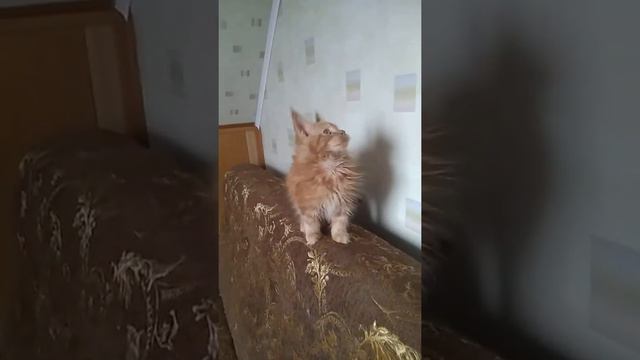 Котенок мейн кун Диоген, возраст 3 мес смотреть онлайн