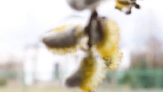 День русского языка смотреть онлайн