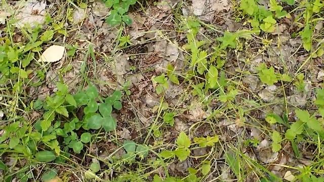 ПРЕКРАСНЫЙ СБОР ГРИБОВ В ИЮЛЕ 2022! ОГРОМНЫЕ ЗОНТИКИ И МОЛОДЫЕ БЛАГОРОДНЫЕ ГРИБЫ! ГРИБНОЕ АССОРТИ! смотреть онлайн