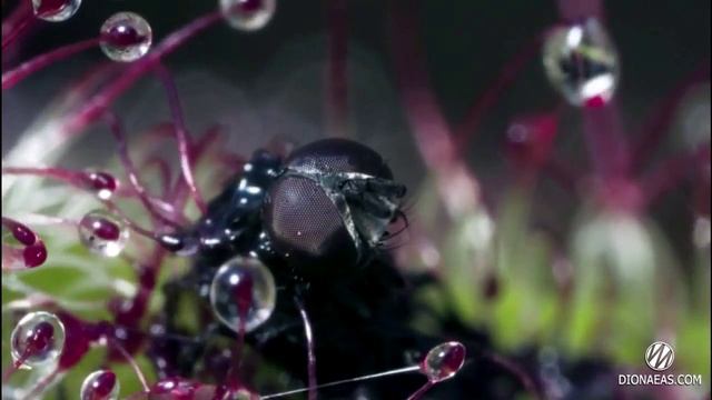 Растение хищник Росянка (Drosera) - DIONAEAS.COM смотреть онлайн