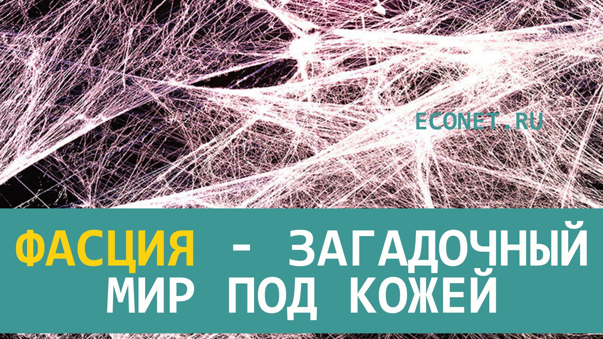 Фасция загадочный мир под кожей