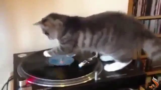 Животные отжигают! смотреть онлайн