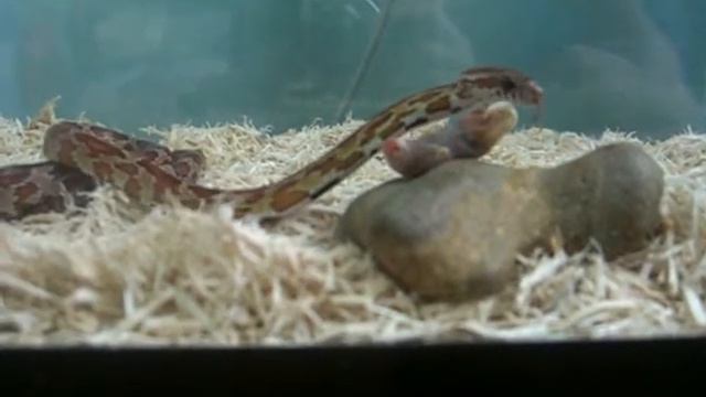 Ringo nuts pinkie to the floor смотреть онлайн