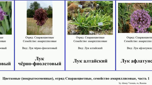 Цветковые (покрытосеменные), отряд Спаржецветные, семейство амариллисовые, часть 1 лук angiosperms смотреть онлайн