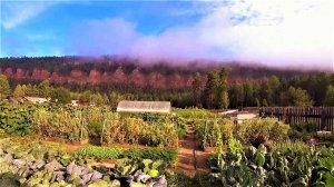 Туманы августа в деревне.