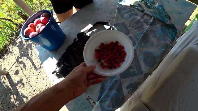 ВЛОГ//21 августа//ЕДЕМ НА НАШУ ЗАБРОШЕННУЮ ДАЧУ//ВИНОГРАД И ЯБЛОКИ//ПОГИБЛО ДЕРЕВО//НА ДАЧЕ ХОРОШО смотреть онлайн
