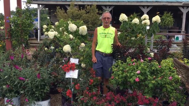 New Crape Myrtle Varieties смотреть онлайн