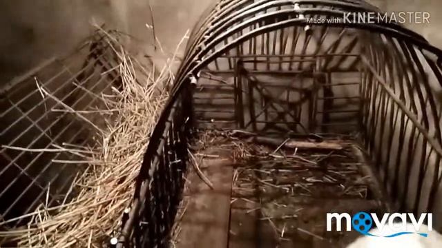 Как определить что крольчиха беременная смотреть онлайн
