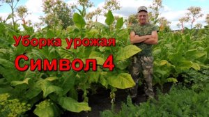 Уборка урожая  - Средний ярус - сорт Символ 4