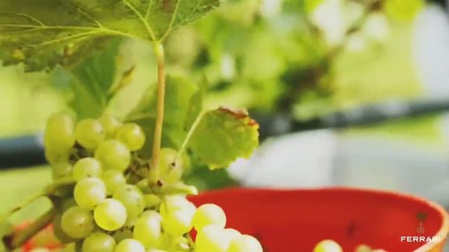 Ferrari's commitment to sustainable mountain agriculture смотреть онлайн