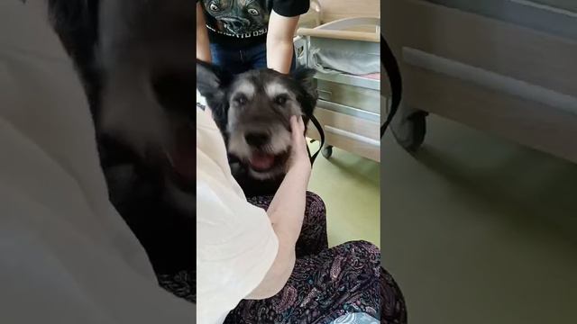 Пёс-терапевт в хосписе смотреть онлайн