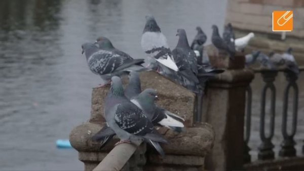 "Фонтанка-SUP". Как это было