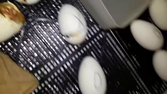 Инкубация гусиных яиц 4 смотреть онлайн