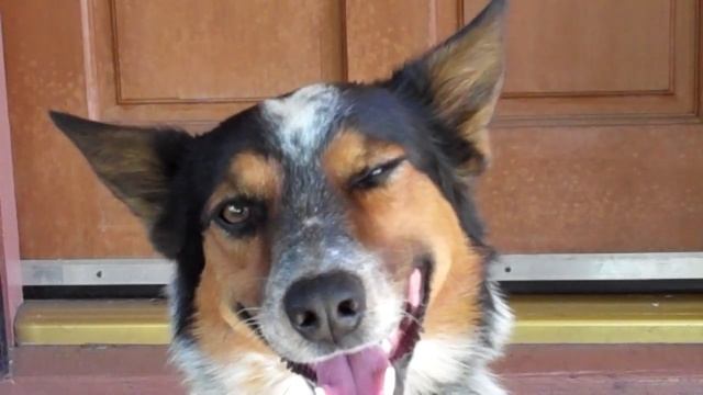 Jumpy Wink смотреть онлайн