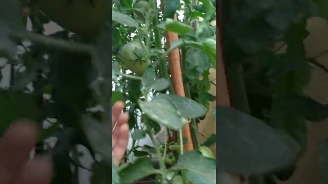 Сорт "Батяня" смотреть онлайн