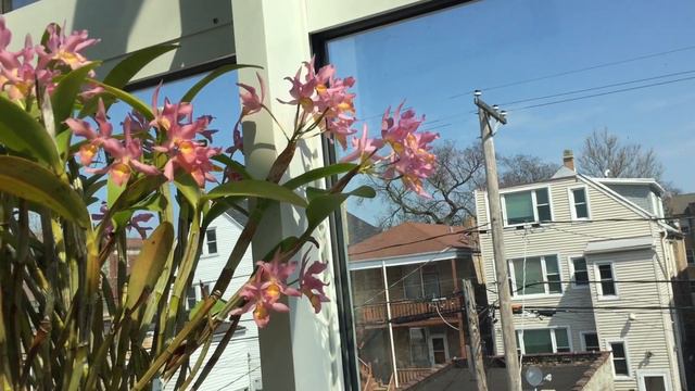 #GVOS2020 Cattleya/Guarianthe guatemalensis смотреть онлайн
