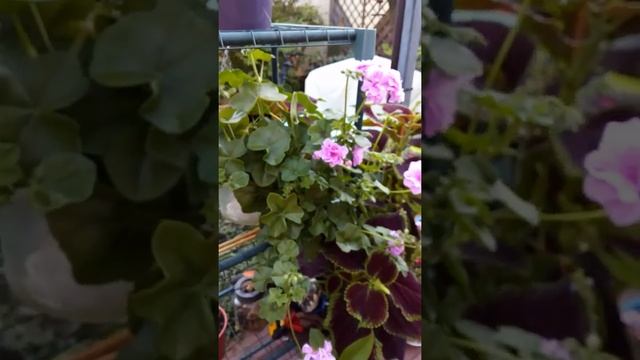 пеларгония "Ako's Farmor", Pelargonie смотреть онлайн