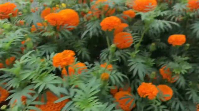 Marigold field day and workshop at Kavre by Karma Group of Companies смотреть онлайн