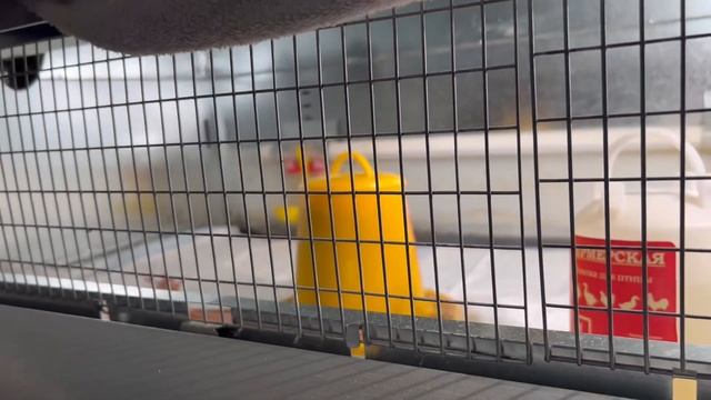 ВЫЛУПЛЕНИЕ ЦЫПЛЯТ/ ПТЕНЦЫ ТЕХАССКОГО ПЕРЕПЕЛА / ПТЕНЦЫ ПЕРЕПЕЛКИ смотреть онлайн