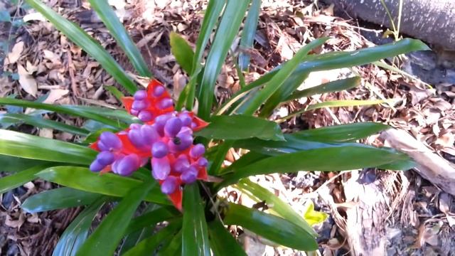 Bromeliad - Aechmea weilbachii - Top 10 Bromeliads HD 22 смотреть онлайн