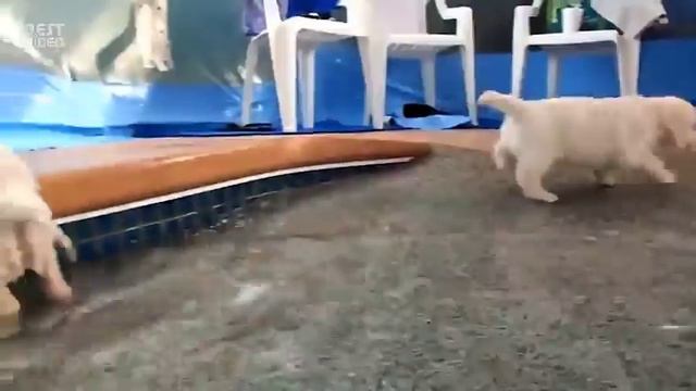 Бассейн и маленькие щенки смотреть онлайн
