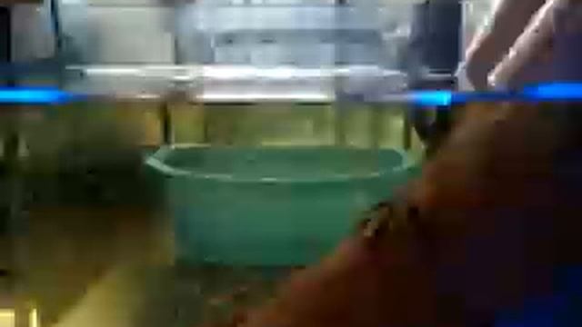 Рыбный пилинг или Fish spa в Днепропетровске смотреть онлайн