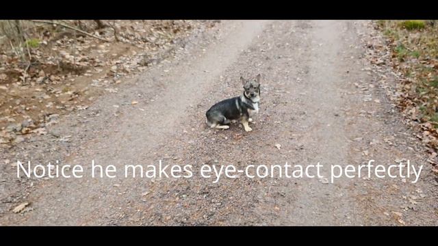 How to succeed in dog training/Swedish Vallhund #swedishvallhund #västgötaspets смотреть онлайн
