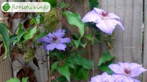 ? Посадка клематиса весной и осенью: когда и как сажать клематисы