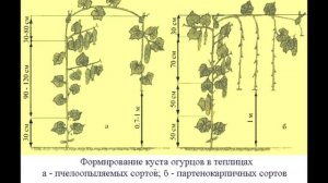 ПАСЫНКОВАНИЕ И ПРИЩИПЫВАНИЕ ОГУРЦОВ