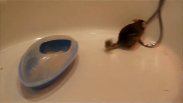 Бешаная шиншилла Лунтик