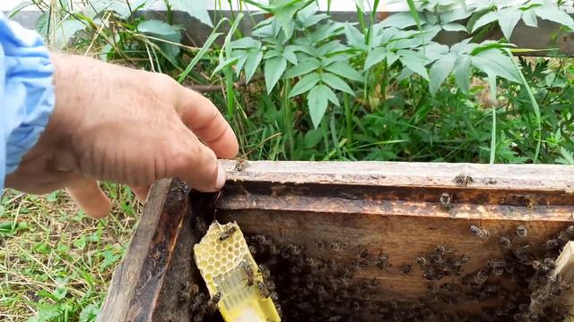 Пробую исправить трутовочные семьи с подсадкой плодных маток. 3 часть.