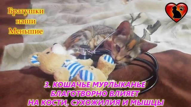 Так вот в чем Польза и Предназначение Кошек! смотреть онлайн