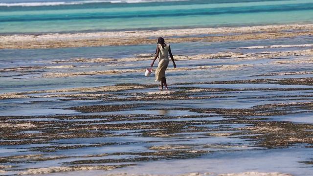 Сборщица ракушек на Занзибаре смотреть онлайн