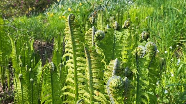 Ostrich ferns fiddleheads, the tastiest edible fern. Matteucia struthiopteris, now called Onoclea смотреть онлайн
