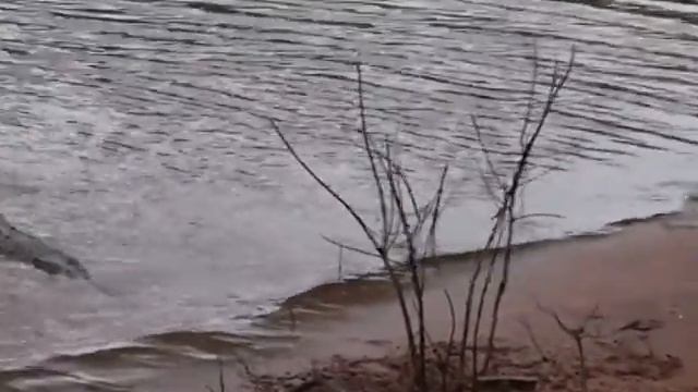 Рептилии Крокодил. смотреть онлайн