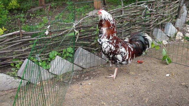 Лучший голос России! смотреть онлайн