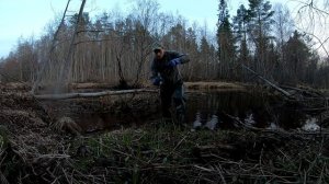 Как работает приманка на бобра? постановка и бобр.